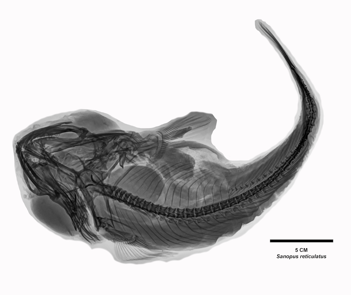 Radiografía especie